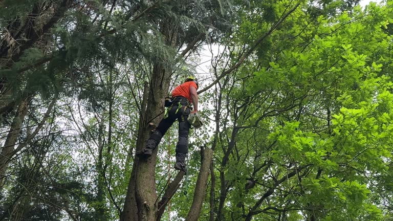 Best Tree Risk Assessment  in Kentfield, CA