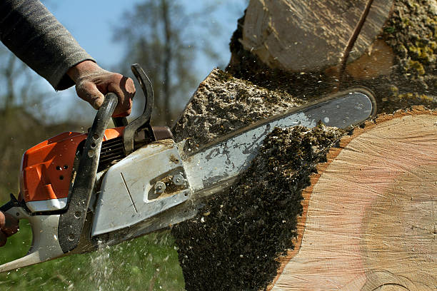 Best Stump Grinding and Removal  in Kentfield, CA